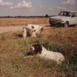 1991-015 kuropatwy dewizowe obw. 4 i 10