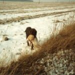 1992-003 Sygnał - Filon aportuje