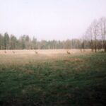 1992-012 wiosna w obw. 164 - chmara na Borku ( Bagno)