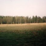 1992-013 wiosna w obw. 164 - chmara na Borku ( Bagno)