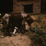 1992-025 z tego miotu dostałem od Wlodka Podolca moją Norę