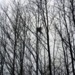 1992-051 na kogutach w Romanowie