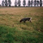 1993-053 Nora wystawia kury