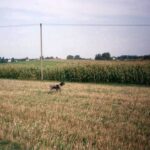 1993-054 odwiatr z kukurydzy