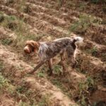 1993-055 stójka w ziemniakach