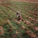 1993-056 mam , znalazłam