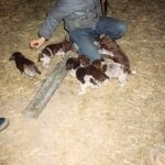 1993-102 kolejny miot Kaji