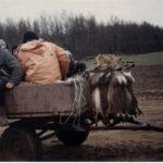 1993-104 zające w Komarnie