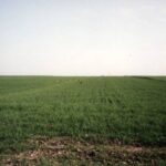 1994-008 wiosenne parkoty 7 zajęcy na Niedźwiedziu