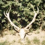 1994-019 byk W. Kopcia wyblakły na balkonie - skradziony z d