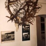 1994-020 wieńce byków splątanych drutem z Piszu - Muzeum