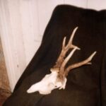 1995-032 wycena kozłów w PZŁ Biała Podl.