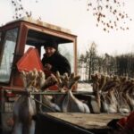 1995-041 zające na Zamku