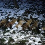 1997-014 Las Konstantynowski