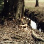 1999 -001 wiosna z bobrami w l. Turośl 002