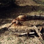 1999 -001 wiosna z bobrami w l. Turośl 01