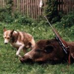 1999 - 019 Romanów dzik Włodka i Bajkał