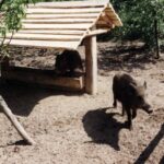 2000 - 009 L. Konstantynów - dziki w zagrodzie