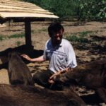 2000 - 011 L. Konstantynów - dziki w zagrodzie