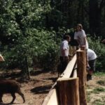 2000 - 013 L. Konstantynów - dziki w zagrodzie