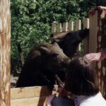 2000 - 015 L. Konstantynów - dziki w zagrodzie