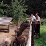 2000 -026 L. Konstantynów - nasze dziki