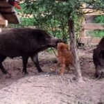 2000 - 028 L. Konstantynów - nasze dziki