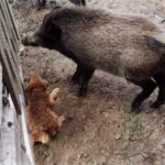 2000 - 029 L. Konstantynów - nasze dziki