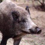 2000 - 030 L. Konstantynów - nasze dziki