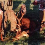 2000 - 056 polowanie dewizowe w obw. 164