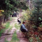 2000 - 082 Las Konstantynowski