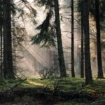 2000 - 096 hubertowskie w obw. 164