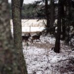 2001-029 zima w obw. 164 001