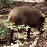 2001-048 nasze dziki rosną