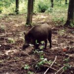 2001-049 nasze dziki rosną