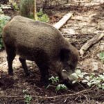 2001-050 nasze dziki rosną