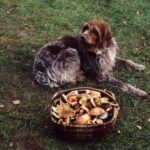 2001-064 Nora i kosz rydzów w obw. 164