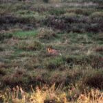 2001-066 polujący lis w obw. 164