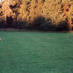 2001-067 sarny na Wilczej Łące w obw. 164