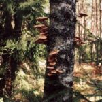 2001-068 opieńki w obw. 164