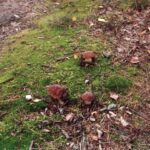 2001-069 dorodne borowiki w obw. 164