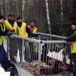 2001-119 polowanie wigilijne w obw. 164