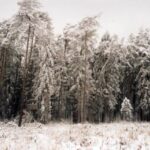 2004-002 styczeń w lesie konstantynowskim