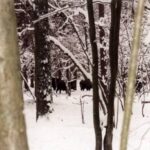 2004-006 - nasze dziki