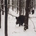 2004-009 - nasze dziki