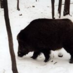 2004-010 - nasze dziki