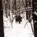 2004-011 - nasze dziki