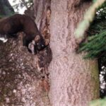 2004-028 tumak w Olszynach