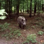 2004-038 nasze dziki