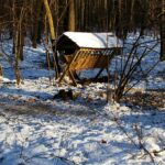 2006-011 zimowe dokarmianie